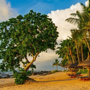 Tropical palm trees and ancient banyan tree on sandy beach with lounge chairs and thatched umbrellas near ocean waves