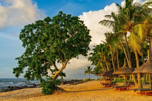 Tropical palm trees and ancient banyan tree on sandy beach with lounge chairs and thatched umbrellas near ocean waves